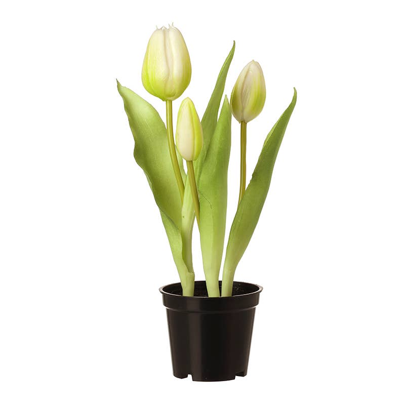 WHITE TULIPS IN PLASTIC POT