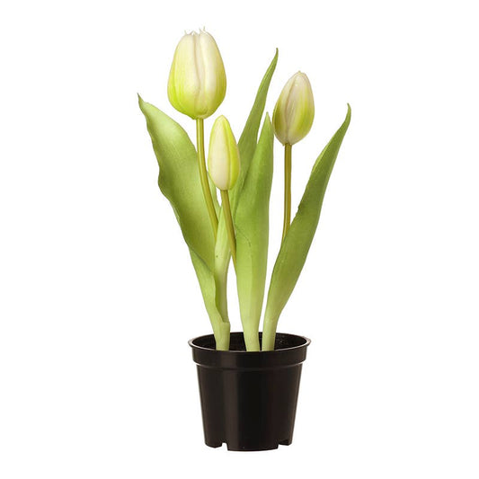 WHITE TULIPS IN PLASTIC POT