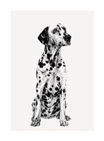 Dalmatian | Small Greetings Card