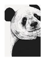 Panda | Small Greetings Card
