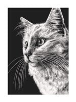 Cat | Small Greetings Card